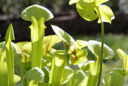 Sarracenia touffe Mioulane MAP NPM 90290556