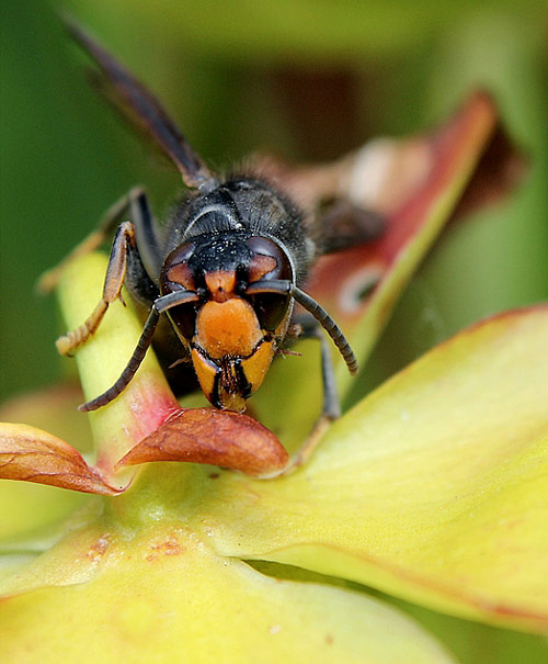 frelon sarracenia