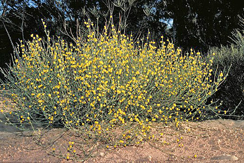 Acacia daviesioides