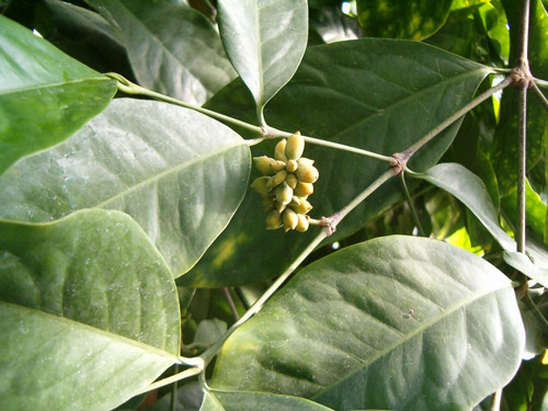 Gnetum africanum Flora