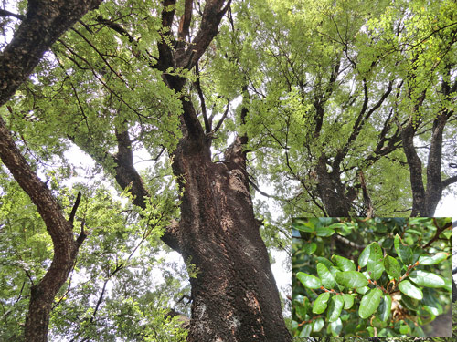 Nothofagus solandri var solandri