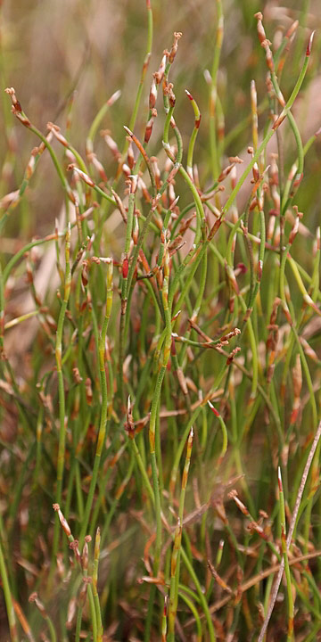 Restio duthieae Flora