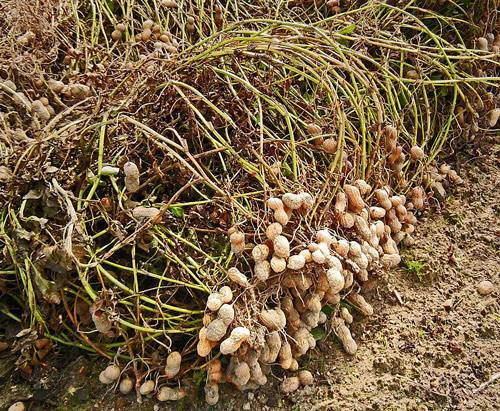 arachis hypogaea cacahuete