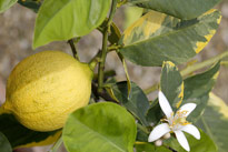 Citron fruit fleur Mioulane MAP NPM 719510401