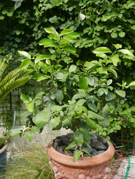 Citronnier pot Mioulane NewsJardinTV P1010902