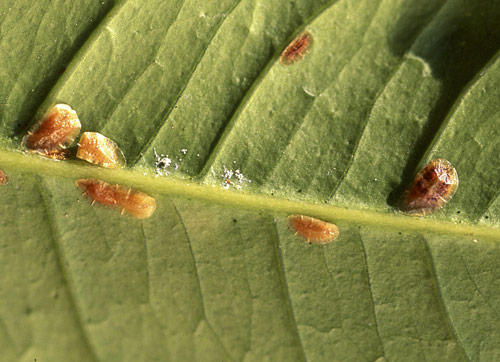 Cochenille Citronnier MAP ADE GIP0025479