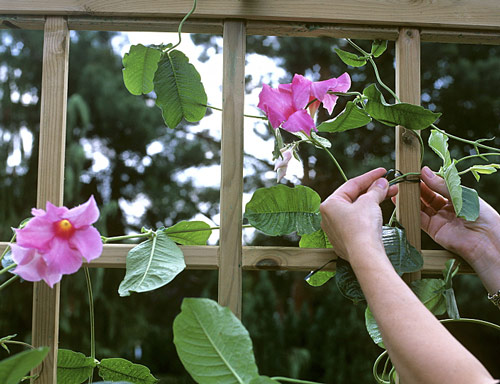 Palissage Dipladenia Mioulane MAP NPM GIP0036383