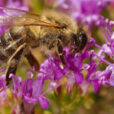 Abeille thym1562