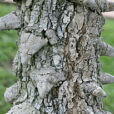 Acacia nigrescens Mioulane MAP XY7S6267