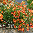 Campsis grandiflora Mioulane MAP NPM 850269005