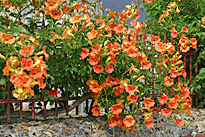 Campsis grandiflora Mioulane MAP NPM 850269005