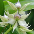 Encyclia fragrans 3