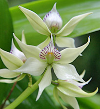 Encyclia fragrans 3