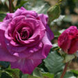 Rose Violette Parfumee Mioulane MAP 0007808
