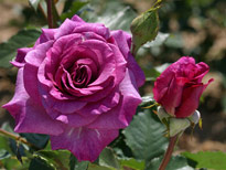 Rose Violette Parfumee Mioulane MAP 0007808