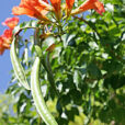 Campsis radicans Mioulane MAP NPM 850273012