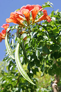 Campsis radicans Mioulane MAP NPM 850273012