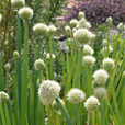 Ciboule Allium fistulosum Mioulane MAP 19134672