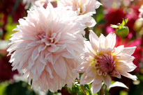 Dahlia Mioulane MAP NPM 719515841