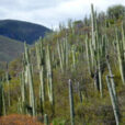 Foret cactus Mexique Flora