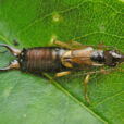 Forficula auricularia