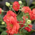 Geum Mioulane NPM 850318411