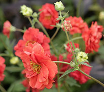 Geum Mioulane NPM 850318411