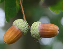 Gland Quercus Mioulane MAP NPM 070722019