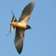 Hirondelle vol