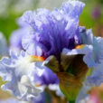 Iris Dance Recital Mioulane MAP NPM 914373488
