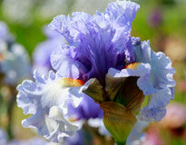Iris Dance Recital Mioulane MAP NPM 914373488