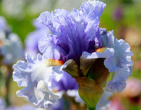 Iris Dance Recital Mioulane MAP NPM 914373488