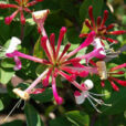 Lonicera periclymenum Luc Viatour