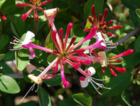 Lonicera periclymenum Luc Viatour