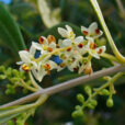 Olea europaea fleur