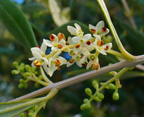 Olea europaea fleur