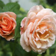 Rose Nicole Mioulane MAP NPM 85015280