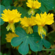 Tropaeolum peregrinum MAP 9657 CNI