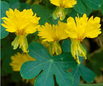 Tropaeolum peregrinum MAP 9657 CNI