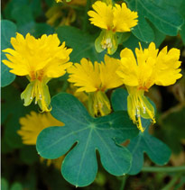 Tropaeolum peregrinum MAP 9657 CNI