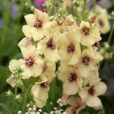 Verbascum Jackie Mioulane MAP NPM 850318332