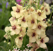 Verbascum Jackie Mioulane MAP NPM 850318332