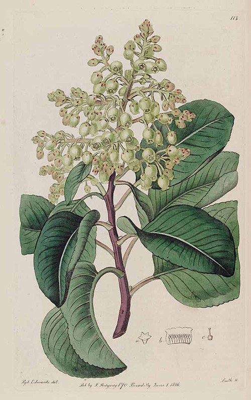 Arbutus andrachne 97024