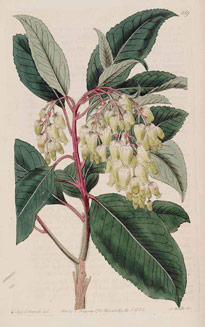 Arbutus andrachnoides 98417