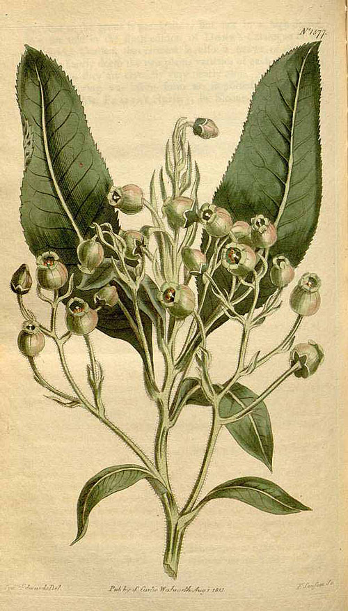 Arbutus canariensis 8570