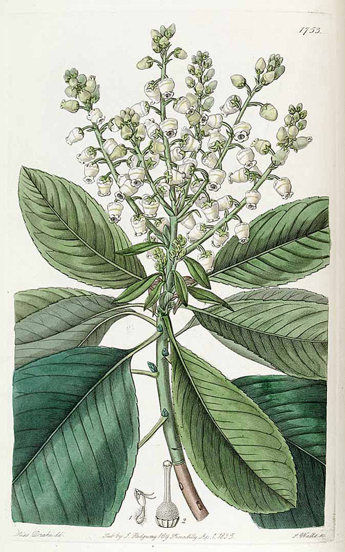 Arbutus menziezii 35674