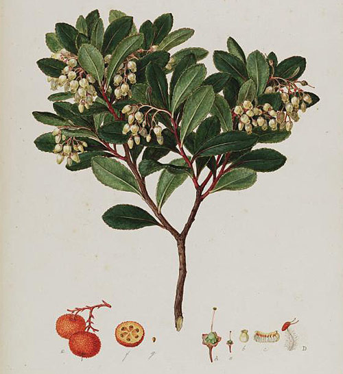 Arbutus unedo 141392