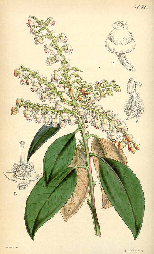 Arbutus walapensis 738