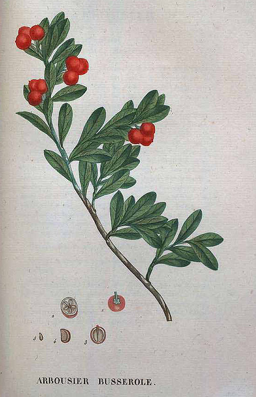 Arctostaphylos uva ursi93156