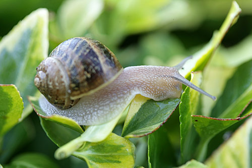 Escargot Mioulane MAP NPM 850422012